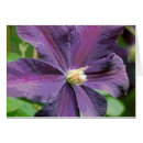 Pesquisar por clematis roxo Púrpura