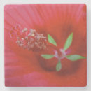 Pesquisar por macro porta copos Fotografia