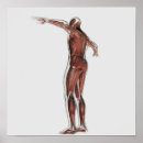 Pesquisar por anatomia muscular pôsteres Ilustração