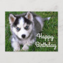 Pesquisar por husky cartoes Huskies