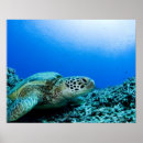 Pesquisar por da tartaruga de mar pôsteres Animais