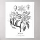 Pesquisar por fruta vintage pósteres pôsteres Ilustração botânica