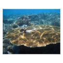 Pesquisar por ilha grande pôsteres Submarino