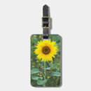 Pesquisar por sunflower fotografia Natureza
