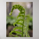 Pesquisar por da samambaia pôsteres Qualquer pessoa