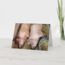 Pesquisar por porco gordo cartoes postais Engraçado