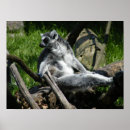 Pesquisar por lemur pôsteres Macacos