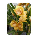 Pesquisar por orquídeas amarelas imas Exótico