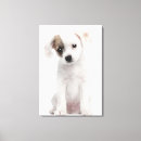 Pesquisar por raça cão impressão de canvas Natureza