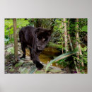 Pesquisar por gato pantera preta pósteres pôsteres Animal