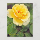Pesquisar por coelho amarelo cartoes postais Flor