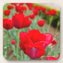 Pesquisar por bulbo porta copos Flores