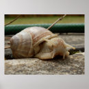 Pesquisar por caracol pôsteres Inseto