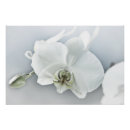 Pesquisar por orquídea exótica pôsteres Elegante