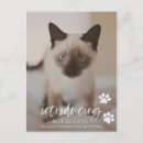 Pesquisar por cats cartoes Gatinho