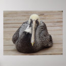 Pesquisar por pelicanos pósteres pôsteres Doca