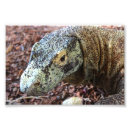 Pesquisar por dragão de komodo pôsteres Lagarto