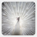 Pesquisar por pena branca adesivos Pavão