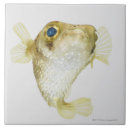 Pesquisar por aleta Sealife
