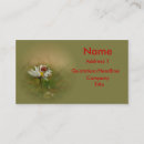 Pesquisar por inseto da senhora cartao de visita Margarida