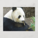 Pesquisar por urso branco cartoes postais Pandas