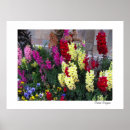 Pesquisar por photograhy Floral