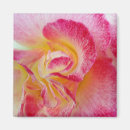 Pesquisar por cor creme imas Rosa