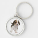 Pesquisar por beagle chaveiros Cachorrinho