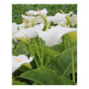Pesquisar por lírios de calla pósteres pôsteres Jardim