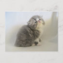 Pesquisar por gato persa cartoes postais Gatinho