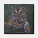 Pesquisar por imagem do tigre imas Animais selvagens