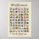 Pesquisar por vintage botanical pôsteres Wildflowers