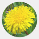 Pesquisar por dente de leão adesivos Flores silvestres