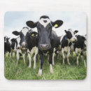 Pesquisar por gado eletronicos Vacas