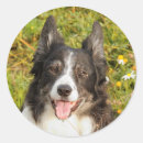Pesquisar por amigável adesivos Cão