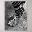 Pesquisar por tigre branco preto pôsteres Retrato