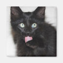 Pesquisar por grandes olhos imas Gatinho bonito