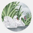 Pesquisar por cisne de trompetista Animais