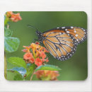 Pesquisar por habitat da borboleta Um animal