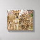 Pesquisar por arte do leão impressão de canvas Animais