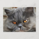 Pesquisar por gatos persas cartoes postais Olhos