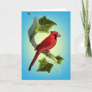 Pesquisar por pássaro vermelho cartoes Aves vermelhas