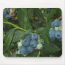 Pesquisar por vegatables Fruta
