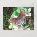 Pesquisar por borboleta marrom cartoes postais Flores