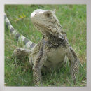 Pesquisar por iguana verde pôsteres Lagarto