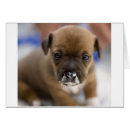 Pesquisar por terrier de russell do jaque cartoes postais Bonito