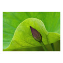 Pesquisar por flor de lótus pôsteres Planta aquática