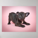 Pesquisar por buldogue francês pôsteres 2015