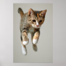 Pesquisar por imagem bonita fundo artes pôsteres Animais do bebê