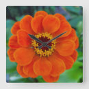 Pesquisar por zinnias Bonito